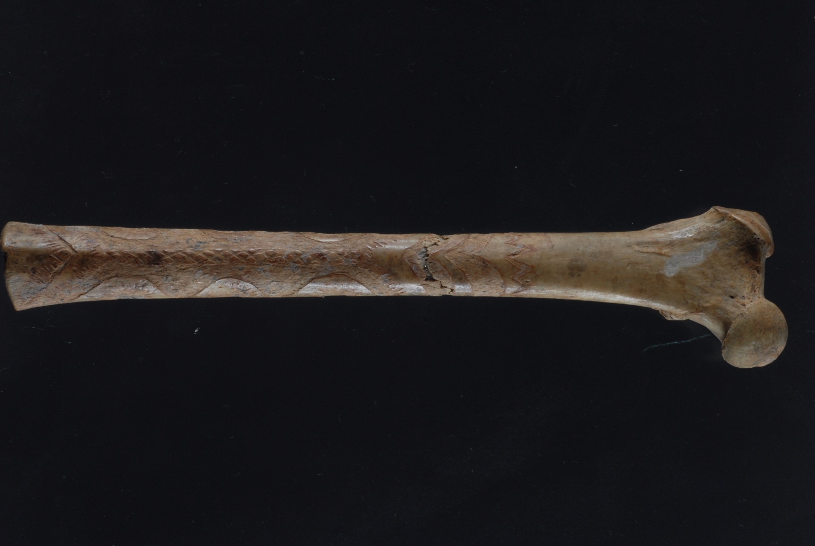 15 Hueso de Lince decorado